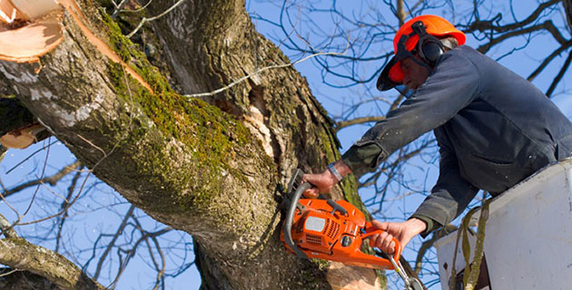 Hurricane Tree Services