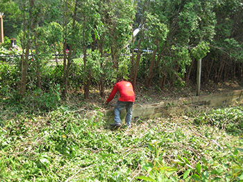 Hurricane Tree Service